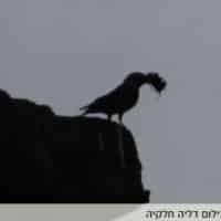 ספארי לילה