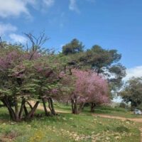 טיול בשומרון אל רכס כביר וחומש
